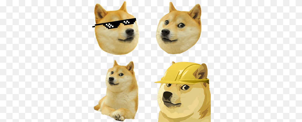 Memes Images Doge Meme Background, Animal, Mammal, Husky, Helmet Png Image