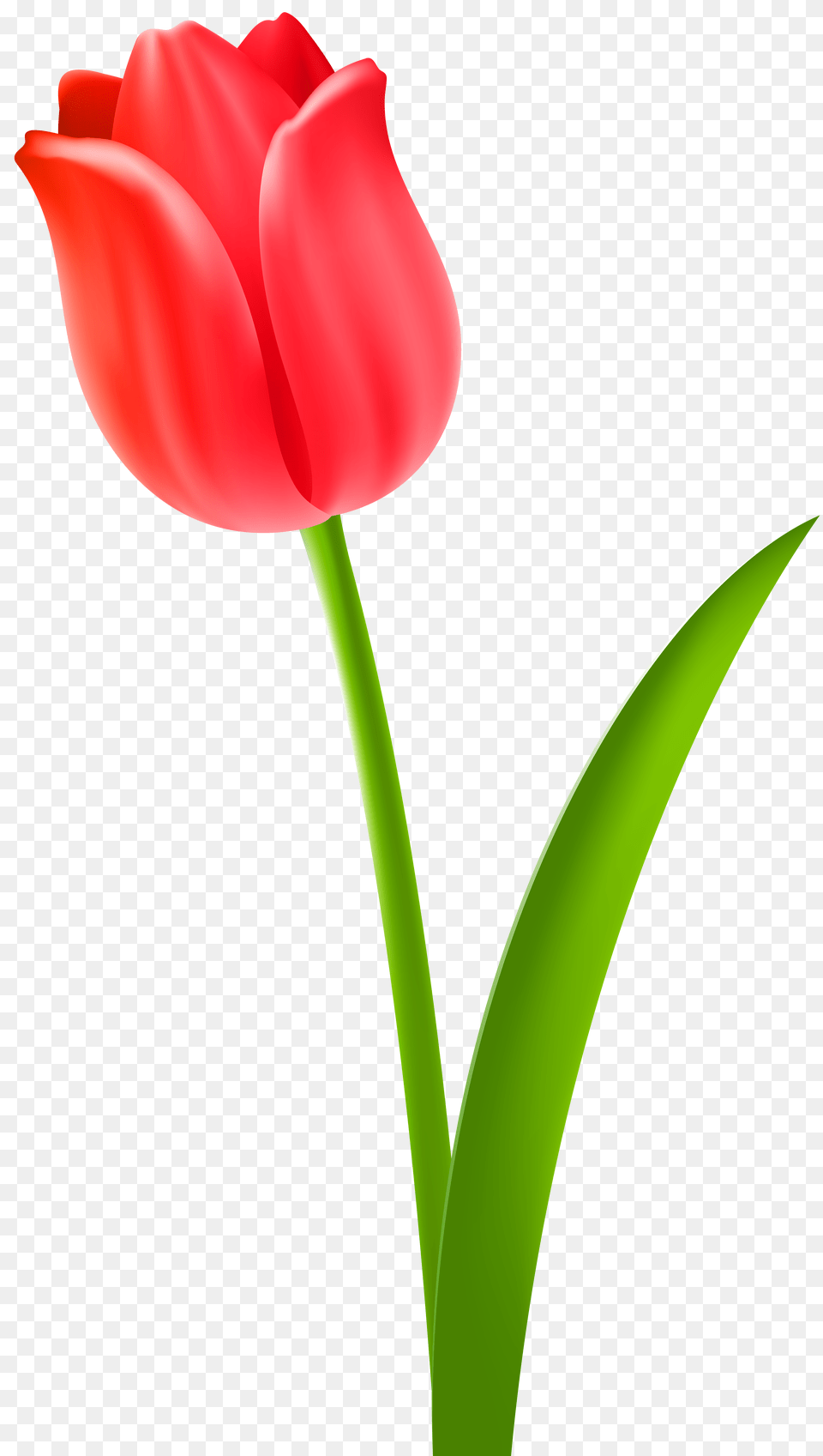 Memo Cliparts, Flower, Plant, Tulip Free Transparent Png