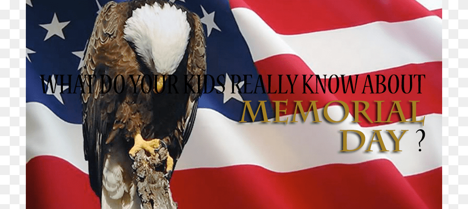 Memorial Day Us Flag, American Flag, Animal, Bird, Eagle Free Png