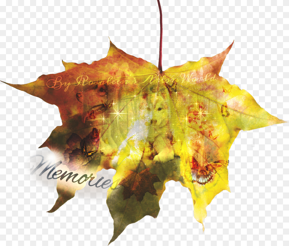 Memories Here39s A Brand New Sticker This Edit Rep Osennie Listya, Leaf, Plant, Tree, Maple Free Png Download