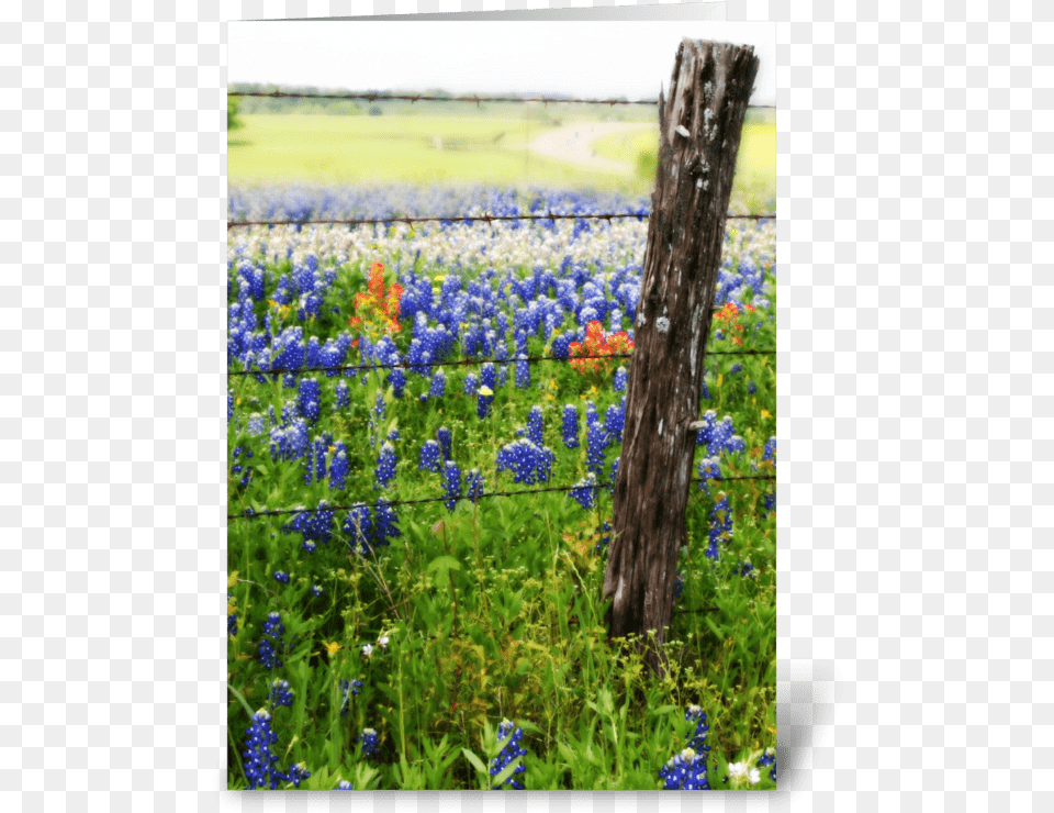 Memories Of Spring Greeting Card, Tree, Flower, Lupin, Plant Png Image