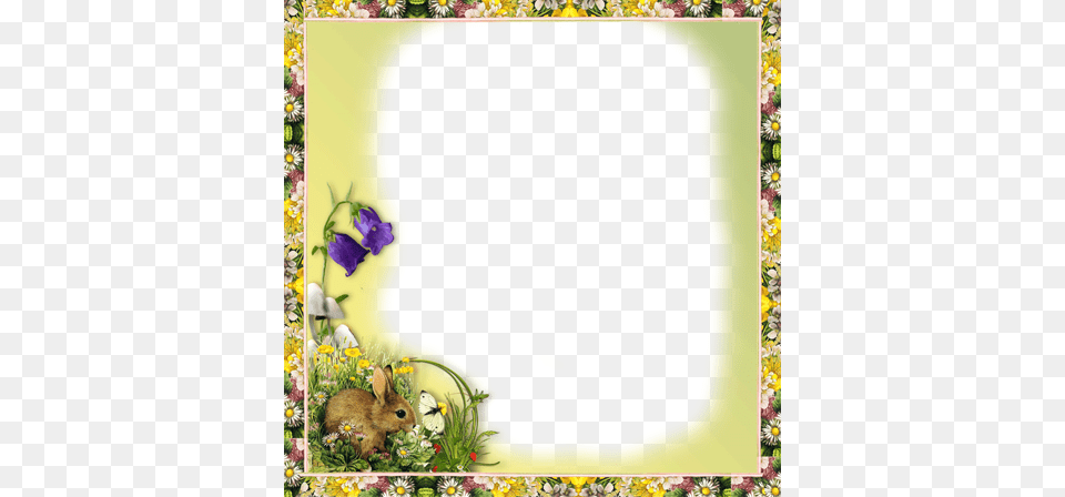 Memories Of Summer With A Pretty Photo Frame Picture Frame, Animal, Flower, Mammal, Petal Png