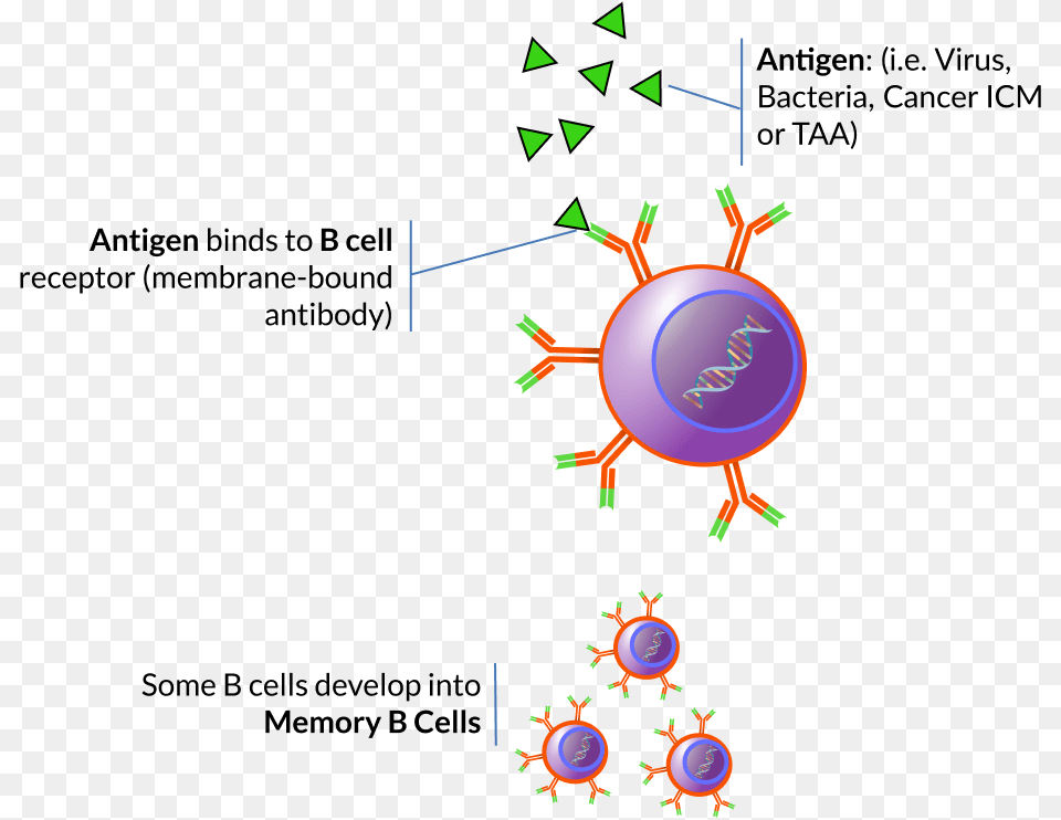 Memory B Cells Clipart, Art, Graphics Free Png Download