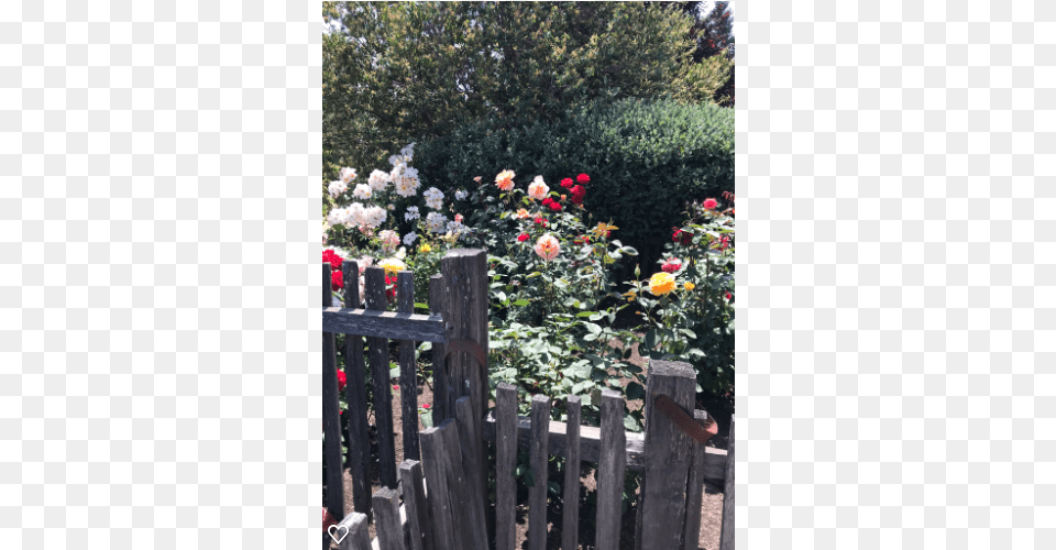 Memory Rose Garden For My Mom When I Miss Her Miracle Garden Roses, Flower, Plant, Nature, Outdoors Png Image
