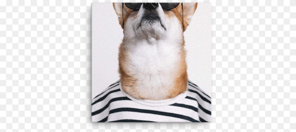 Mensweardog Keep Your Head Up Canvas Dog, Accessories, Snout, Glasses, Photography Png Image