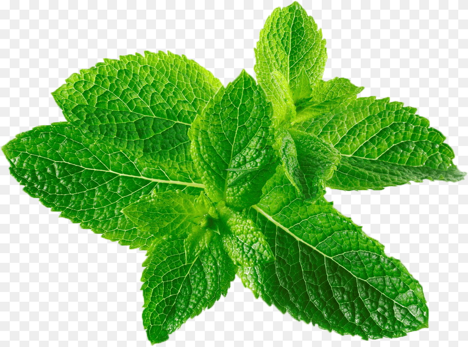 Mentha Spicata Canadensis Mint Transprent, Herbs, Leaf, Plant Png Image