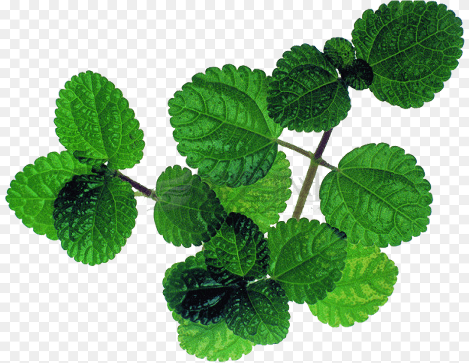 Mentha Spicata Peppermint Leaf Mint, Herbal, Herbs, Plant, Green Png