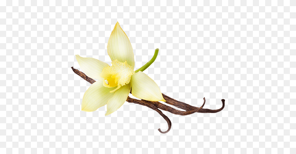 Menu, Daffodil, Flower, Plant Free Png