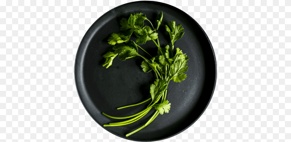 Menu Banhmi Parsley, Cilantro, Food, Herbs, Plant Png Image