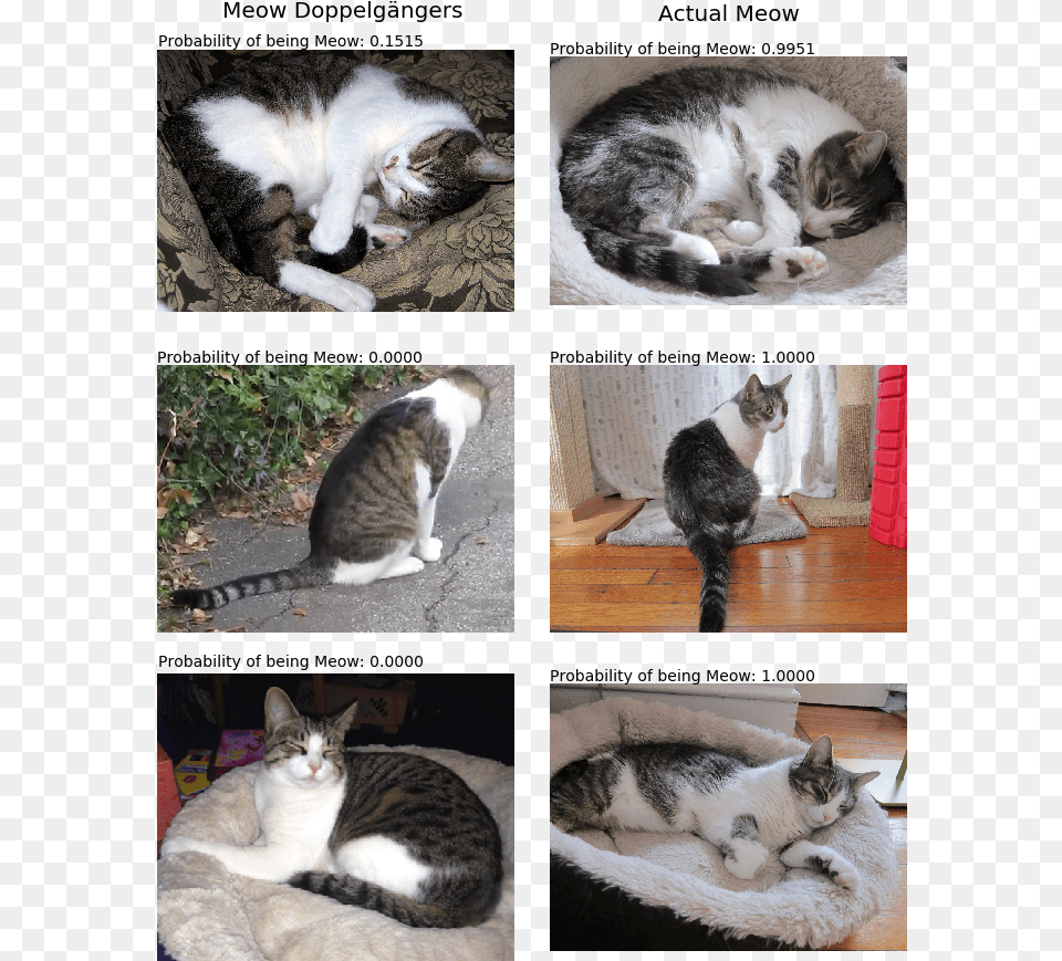 Meow Alike1 Cat Yawns, Art, Collage, Animal, Mammal Free Png