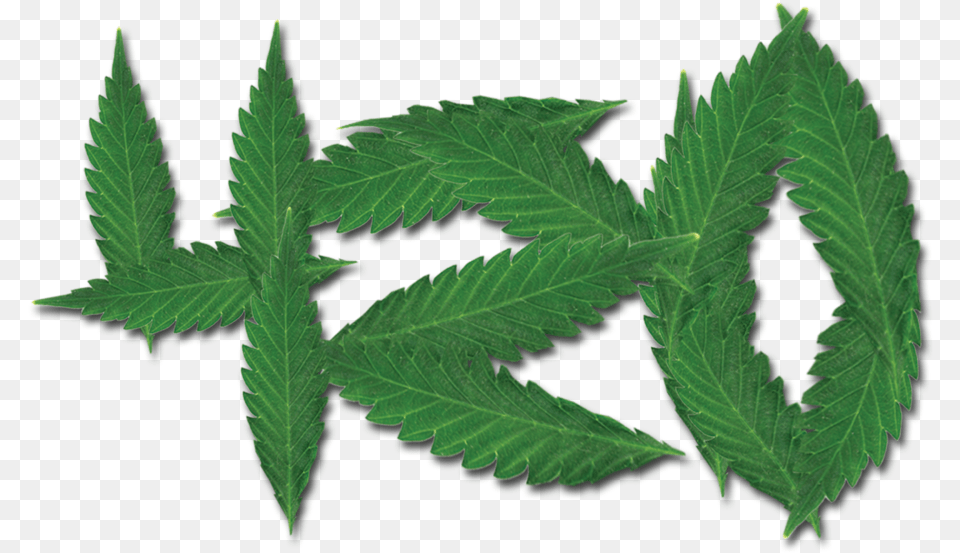 Merchandise Portable Network Graphics, Leaf, Plant, Weed, Hemp Free Png Download