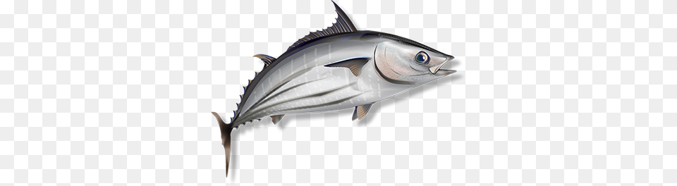 Mercury Ocean Naturals, Animal, Bonito, Fish, Sea Life Png