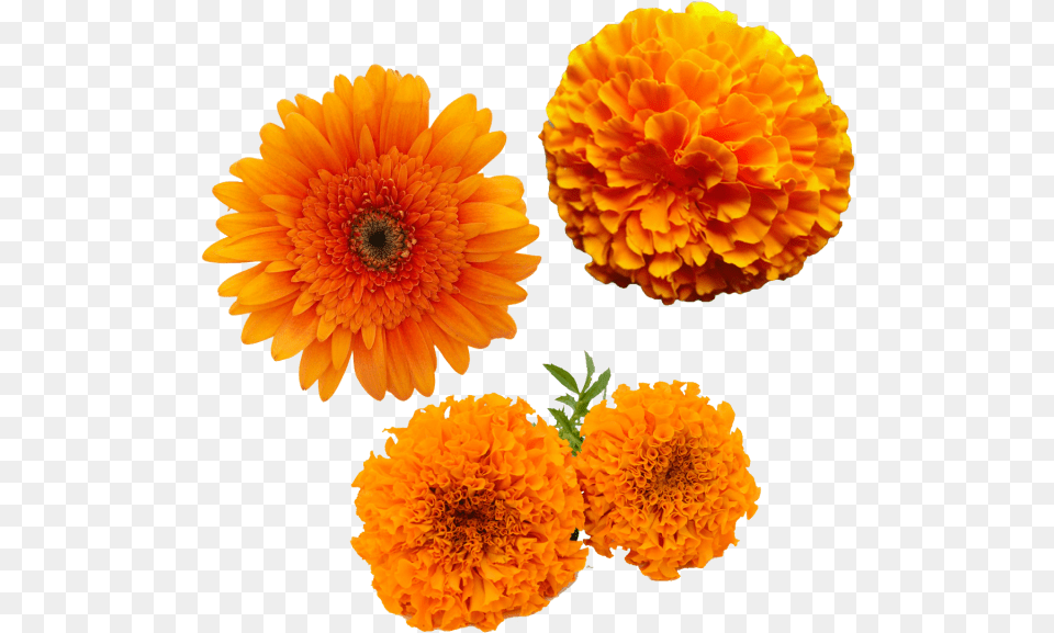 Merigold Flower Transparent Merigold Flower Yellow Transparent Marigold Flower, Dahlia, Daisy, Petal, Plant Free Png Download