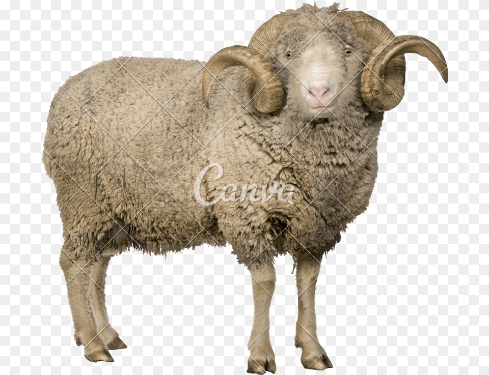Merino Sheep, Animal, Livestock, Mammal Free Transparent Png