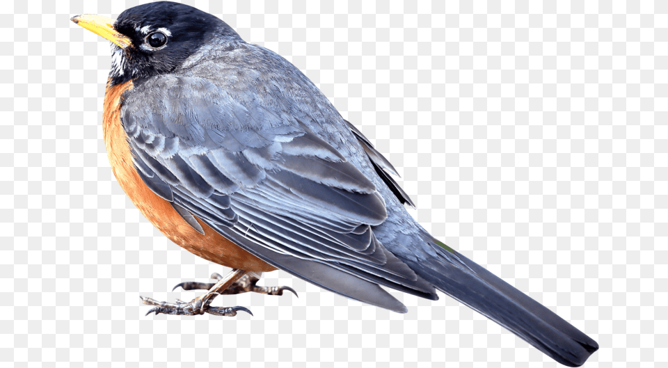 Merle Bird Background Bird, Animal, Blackbird, Robin Free Transparent Png