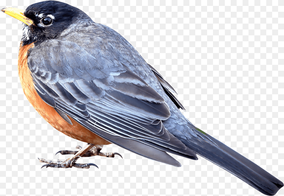 Merle Bird Transparent Image Merle Bird, Animal, Blackbird, Robin, Beak Png