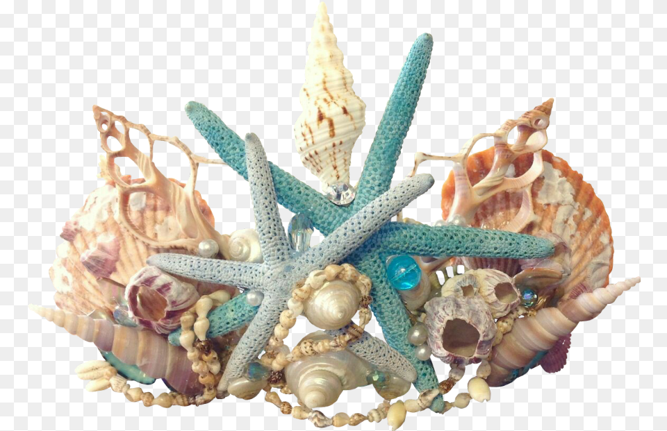 Mermaid Crown, Animal, Invertebrate, Sea Life, Seashell Png Image