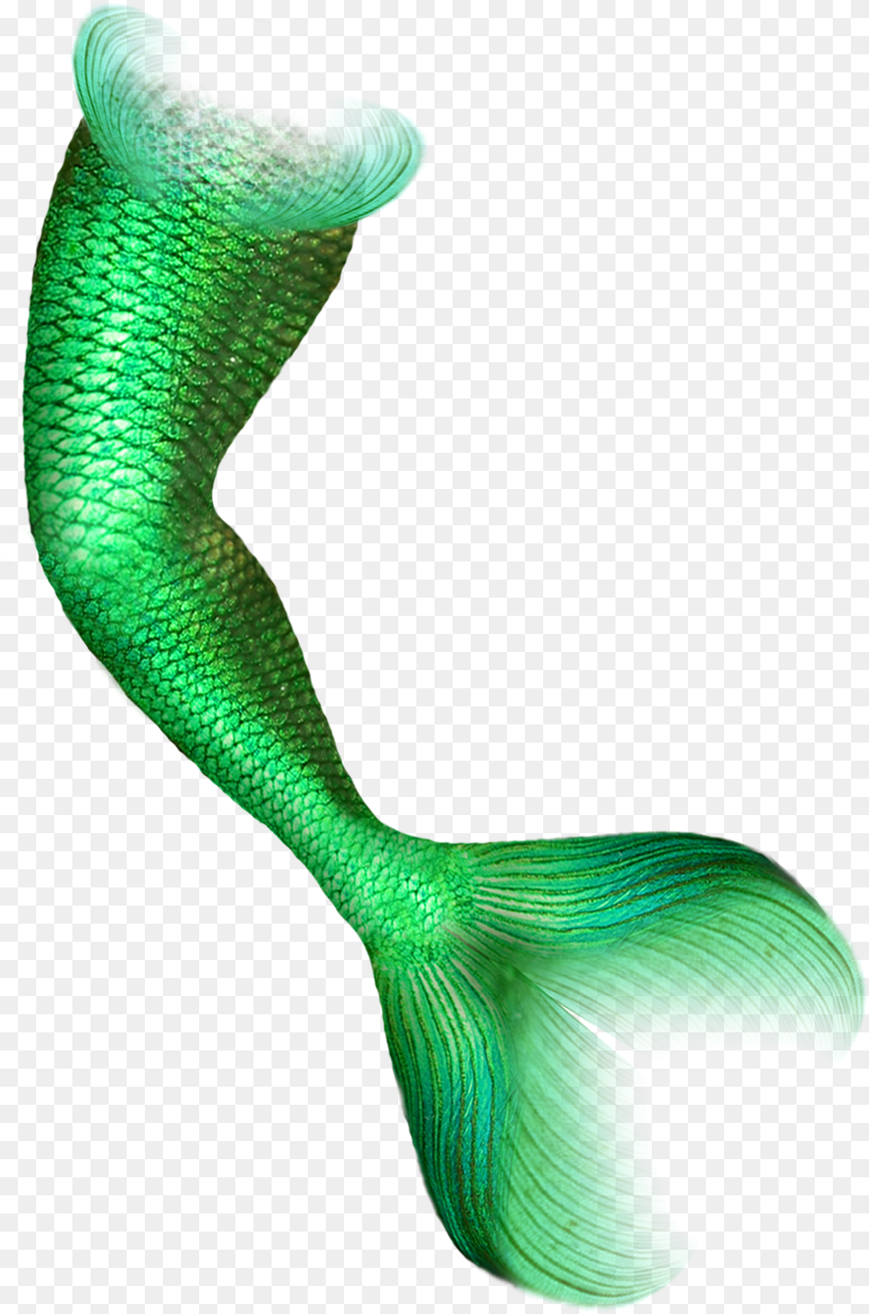 Mermaid Mermaid Tail Transparent, Aquatic, Water, Animal, Sea Life Free Png Download