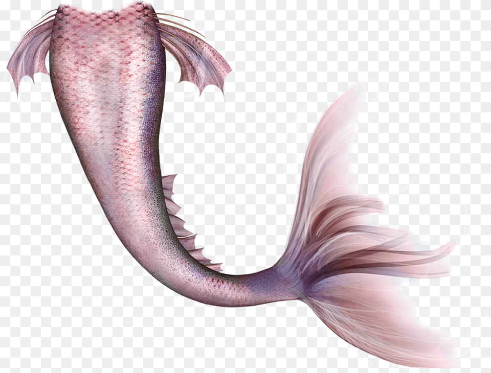 Mermaid Legendary Creature Fairy Tail Mermaid Tail, Adult, Person, Woman, Female Png Image