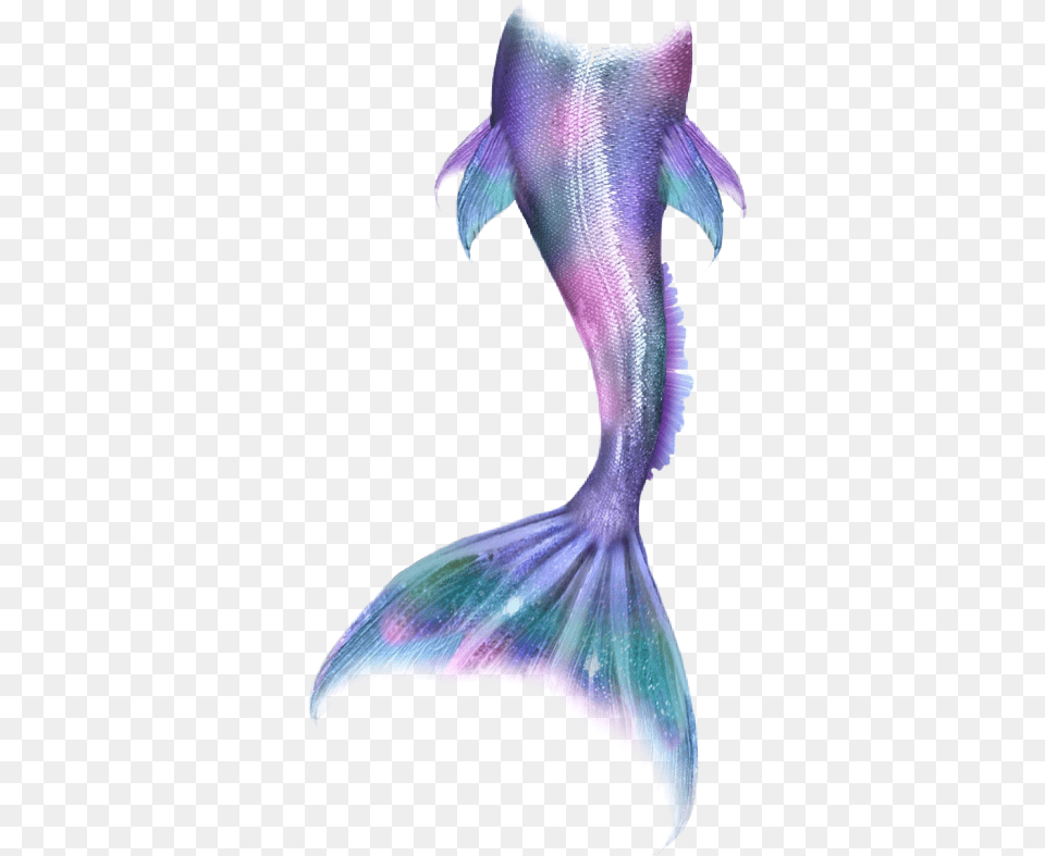 Mermaid Mermaidlife Mermaidtail Mermaids Merman Tail, Animal, Sea Life, Aquatic, Water Png
