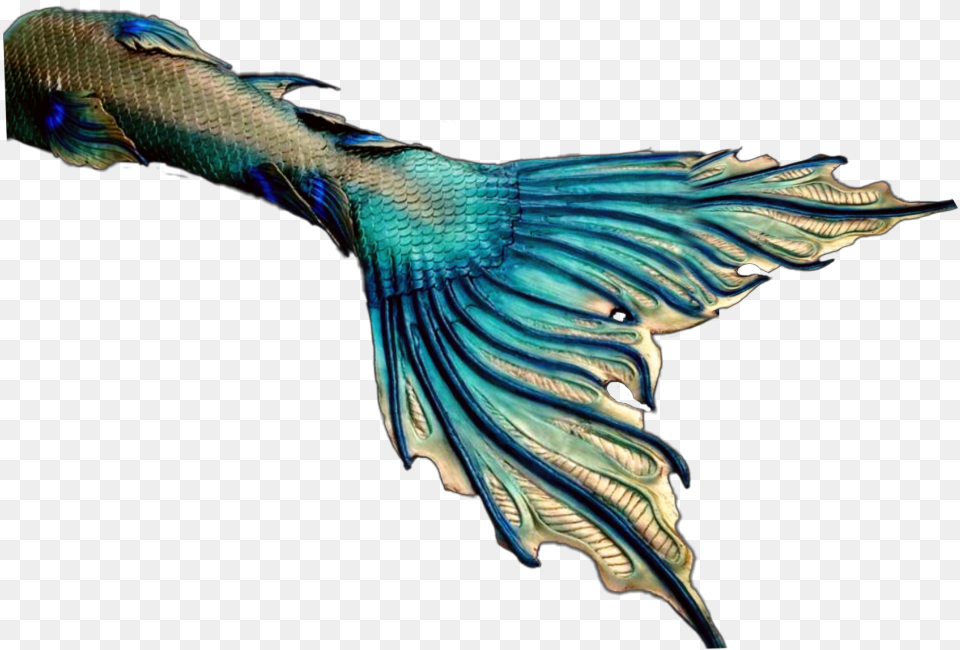 Mermaid Mermaids Tail Fin Fantasy Tails Fins Blue Footed Booby, Animal, Bird, Sea Life, Fish Png Image