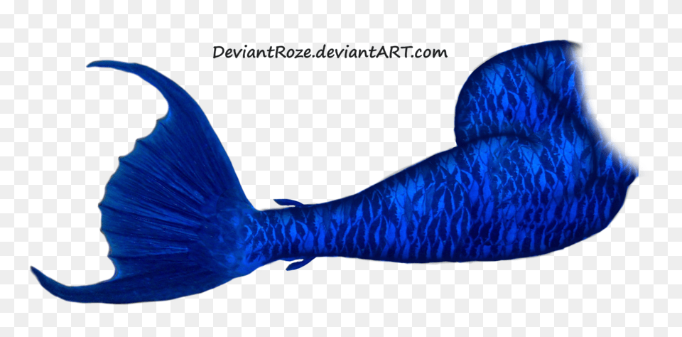 Mermaid Tail, Aquatic, Water, Animal, Sea Life Png