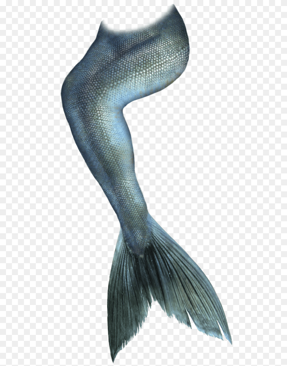 Mermaid Tail Clip Art Transparent Mermaid Tail, Animal, Fish, Sea Life Png