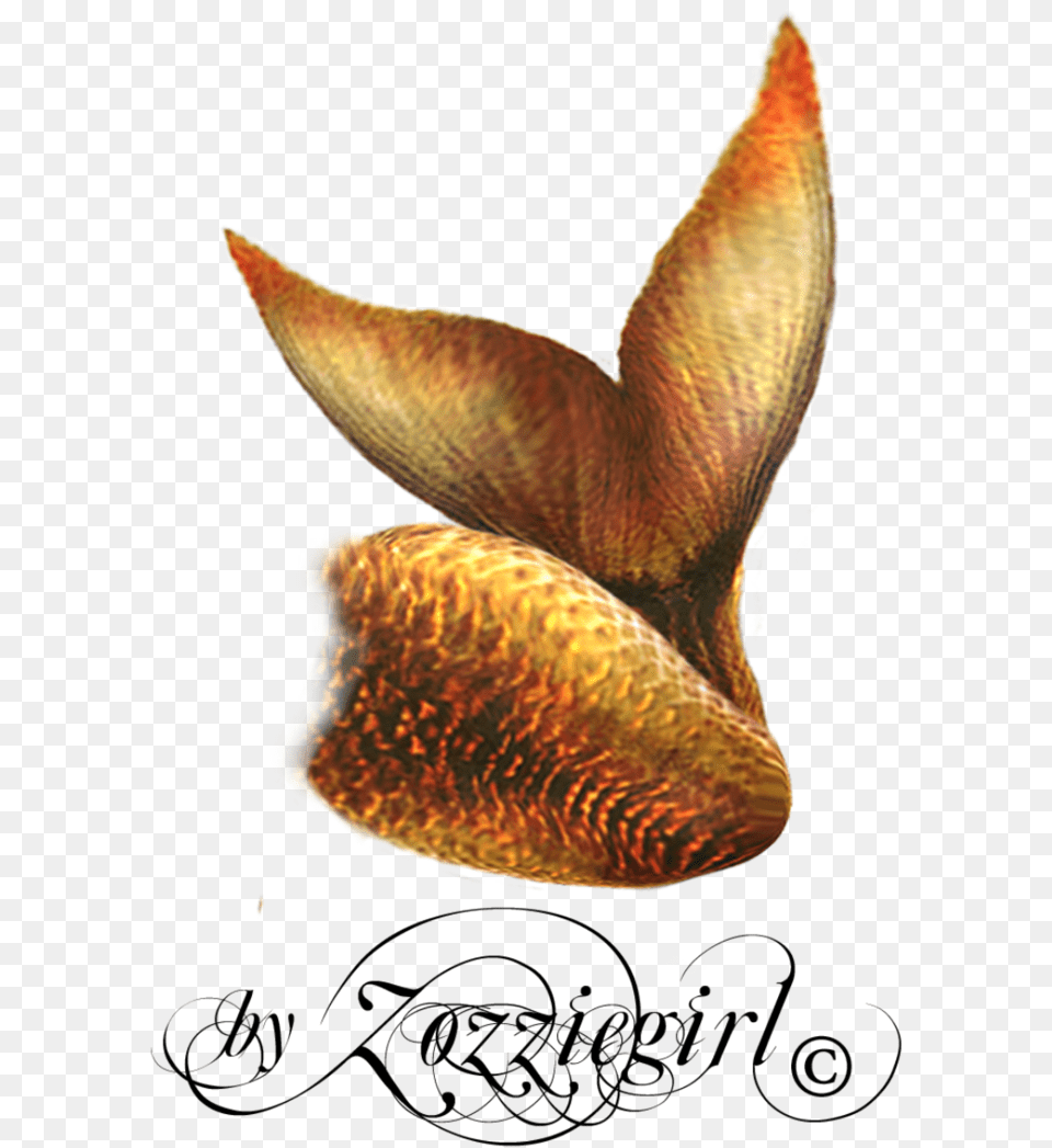 Mermaid Tail Clipart Transparent Mermaid Tail Overlay, Flower, Leaf, Petal, Plant Png Image