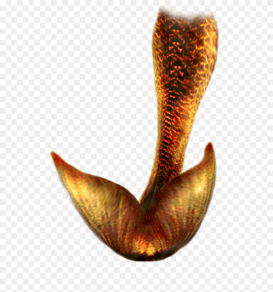 Mermaid Tail Hd Real Mermaid Tail, Animal, Cobra, Reptile, Snake Png Image