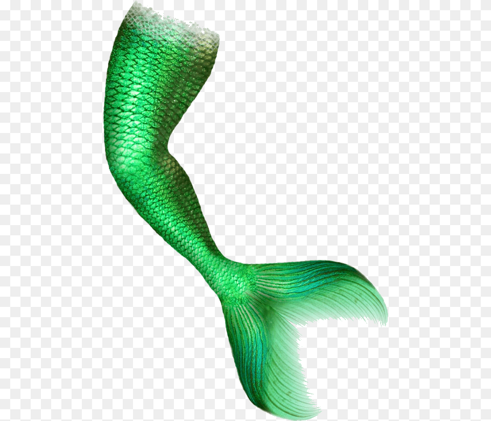 Mermaid Tail Portable Network Graphics Clip Art Image Mermaid Tail Transparent, Animal, Sea Life, Reptile, Snake Free Png Download