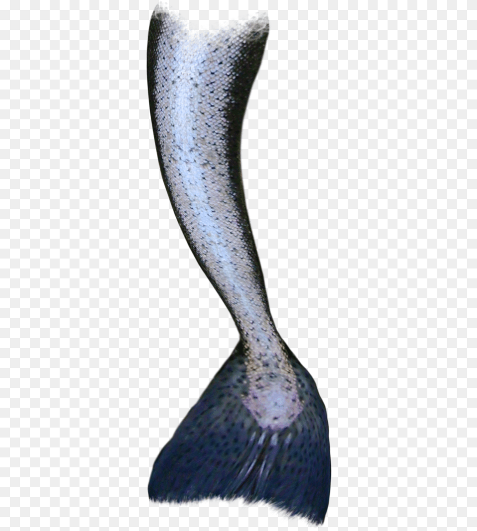 Mermaid Tail Siren Mermaid Tails No Background, Animal, Fish, Sea Life, Trout Free Png