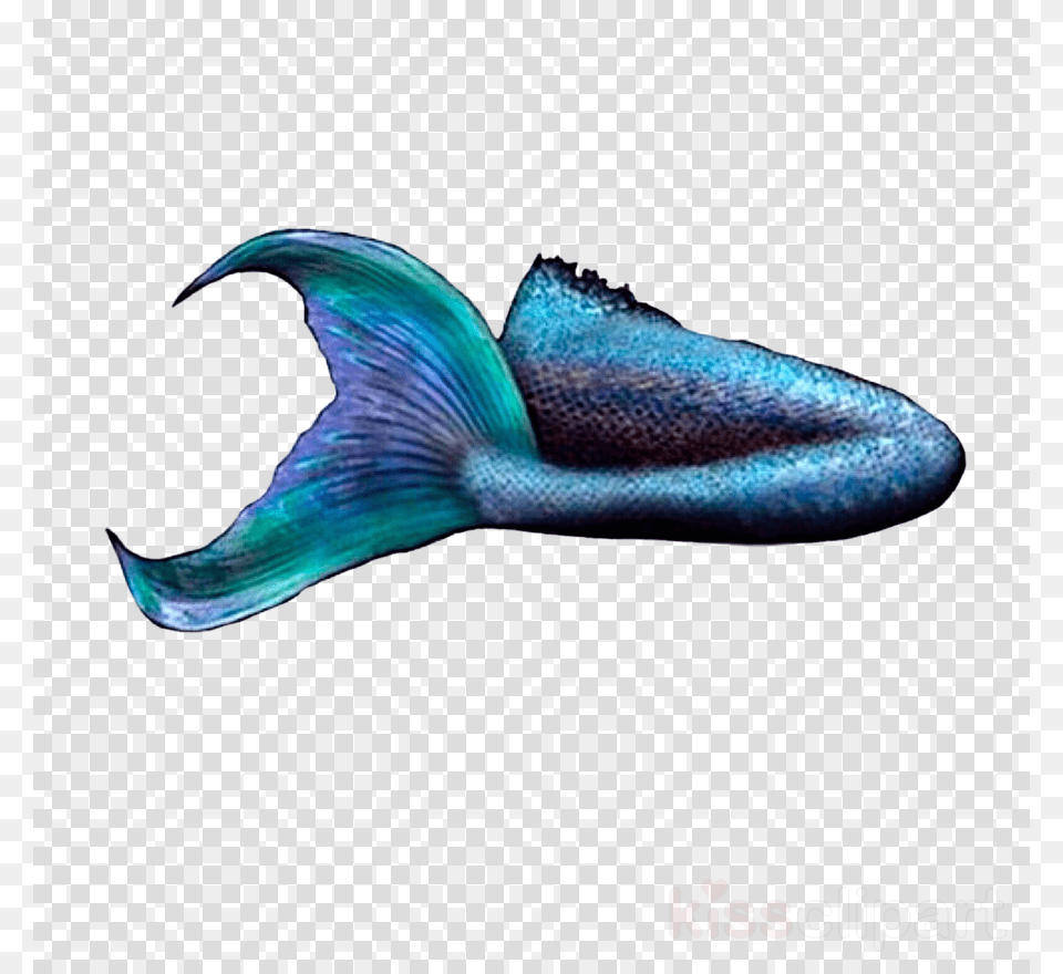 Mermaid Tail Transparent Background, Animal, Bird, Aquatic, Water Free Png