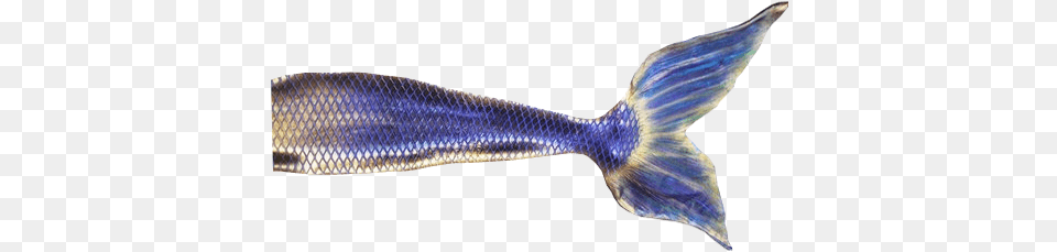 Mermaid Tail Transparent Fantasy Graphic Flying Fish, Animal, Herring, Sea Life, Shark Png Image