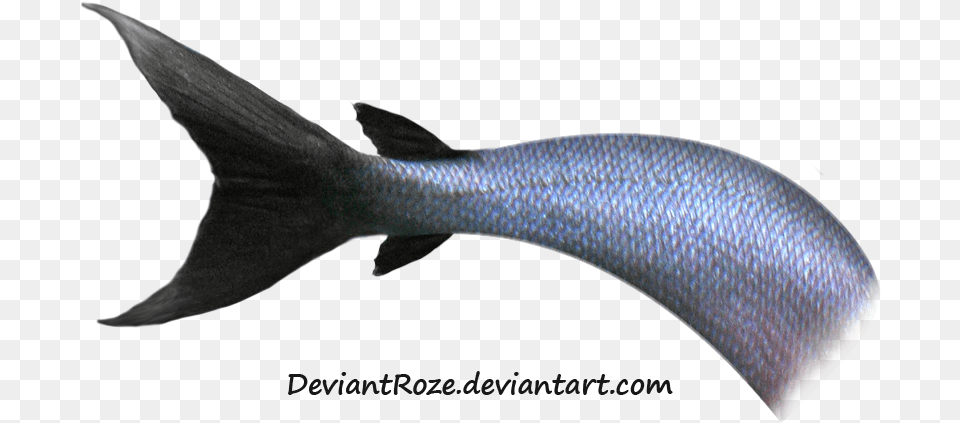 Mermaid Tail Images Fish Tail Animal, Food, Mullet Fish, Sea Life Free Transparent Png