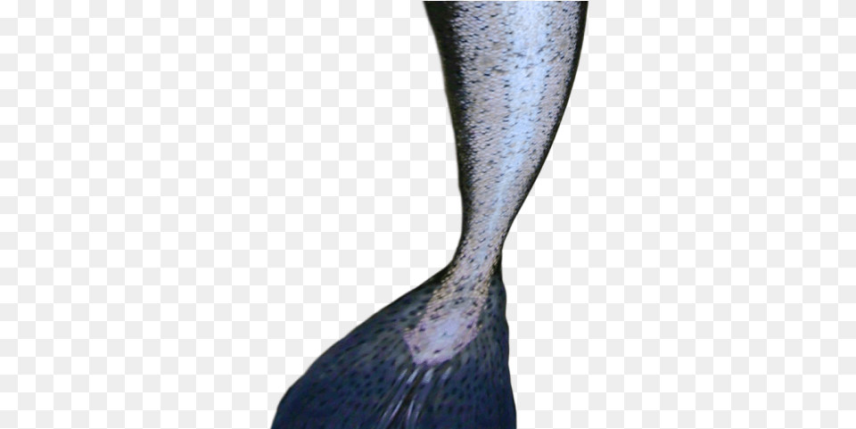 Mermaid Tail Images Mermaid Tail, Animal, Sea Life, Fish, Reptile Free Transparent Png