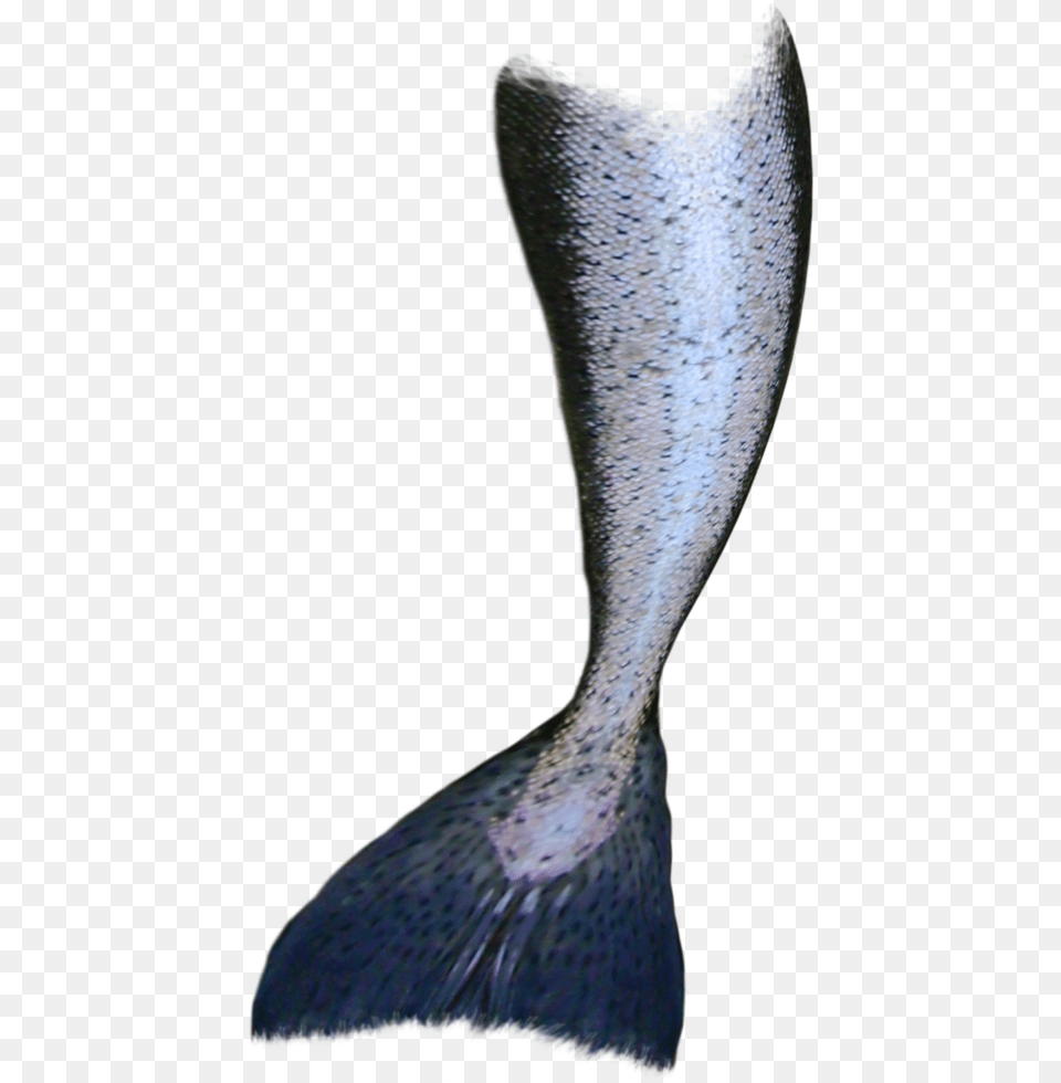 Mermaid Tail Mermaid Tail, Animal, Sea Life, Fish, Bird Free Transparent Png