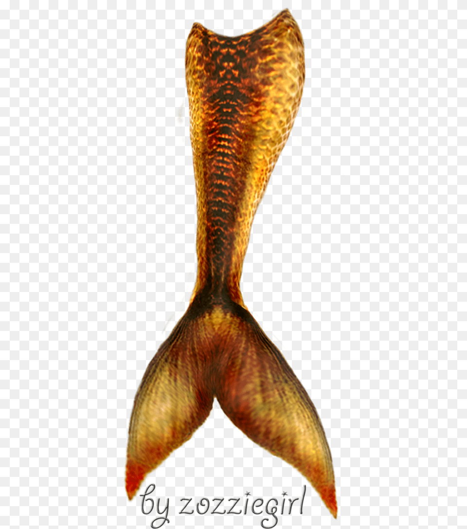Mermaid Tail Transparent Mermaid Tail Transparent, Aquatic, Water, Animal, Sea Life Free Png Download