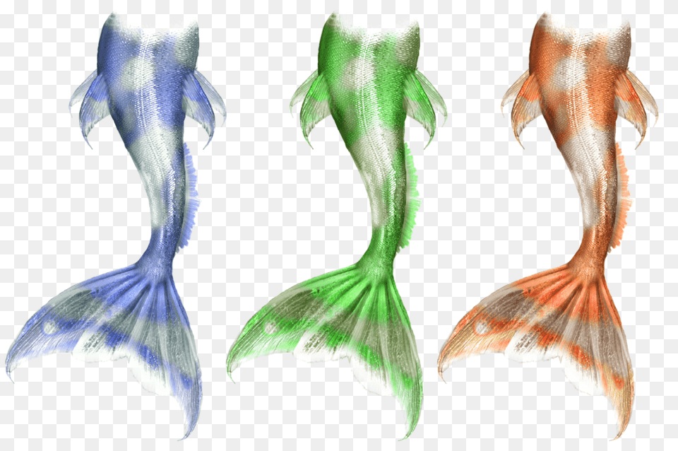 Mermaid Tails Stock, Animal, Fish, Sea Life, Aquatic Png Image