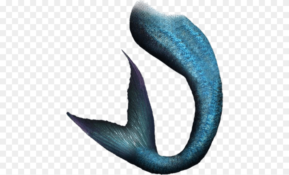 Mermaids Tail And For Wattpad Mermaid Tail, Animal, Sea Life, Fish, Shark Png