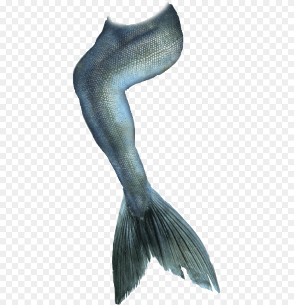 Mermaidtail Fishtail Tail Mermaid Siren Sirena Sirene Realistic Mermaid Tail, Animal, Fish, Sea Life Png