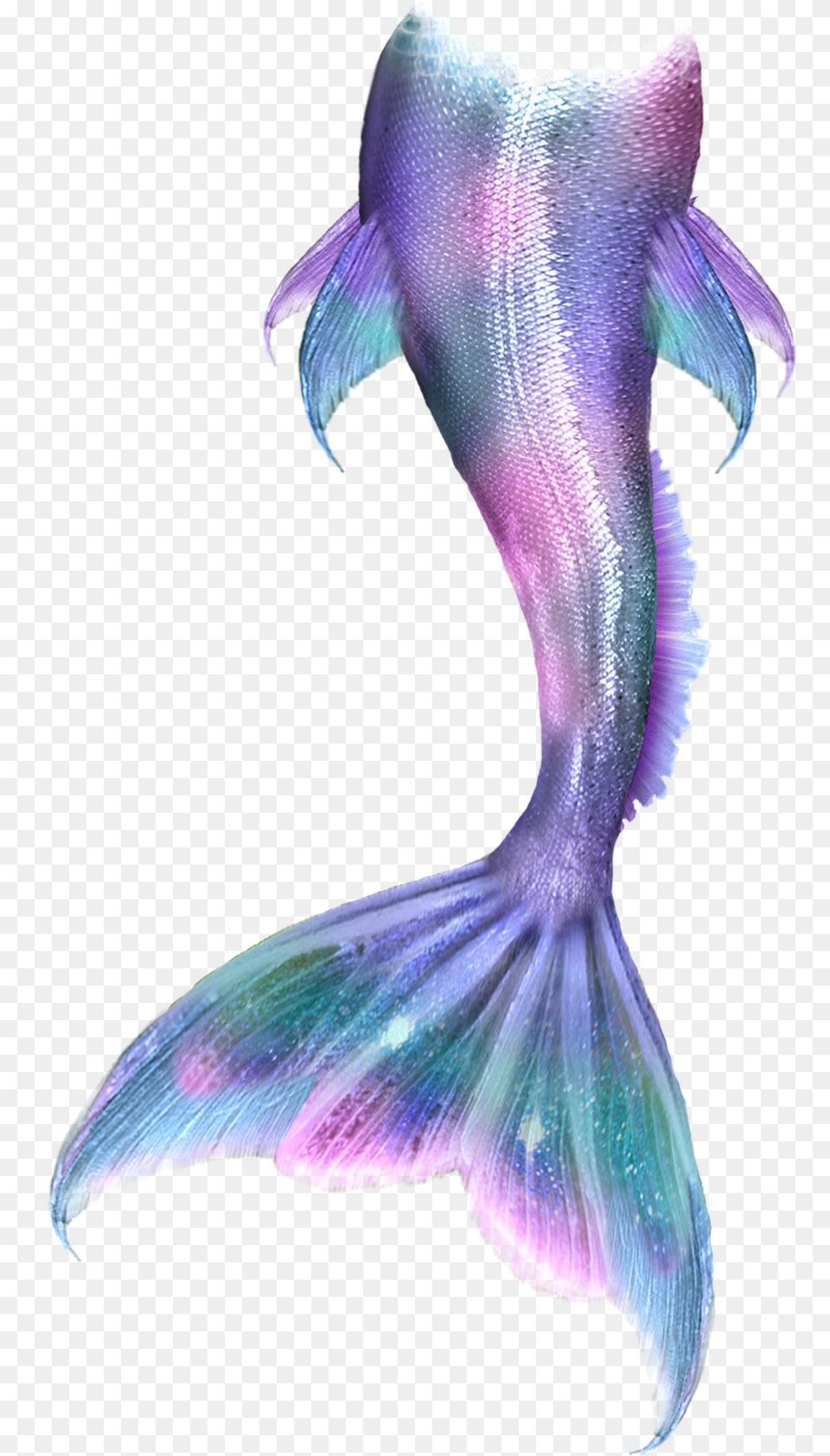 Mermaidtail Mermaid Colorful Pink Purple Green Mermaid Tail Anime, Animal, Sea Life, Aquatic, Water Free Transparent Png