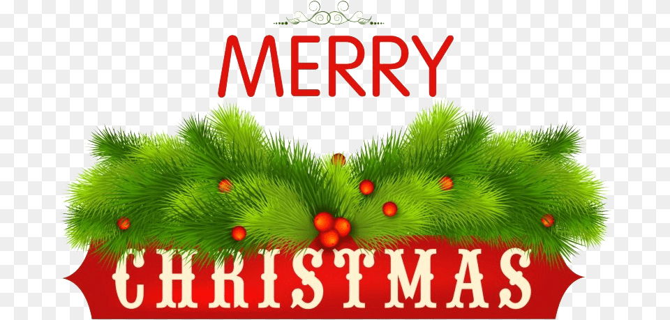 Merry Christmas Banner Image Merry Christmas Decoration, Plant, Tree, Pine, Christmas Decorations Png