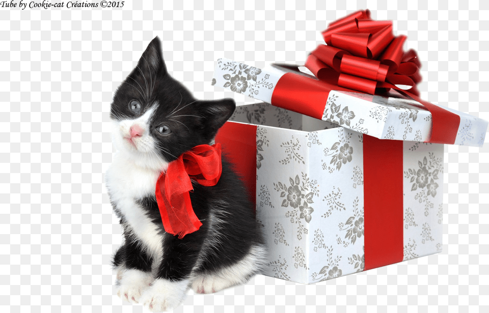Merry Christmas Black And White Cat, Dynamite, Weapon, Animal, Mammal Free Png Download