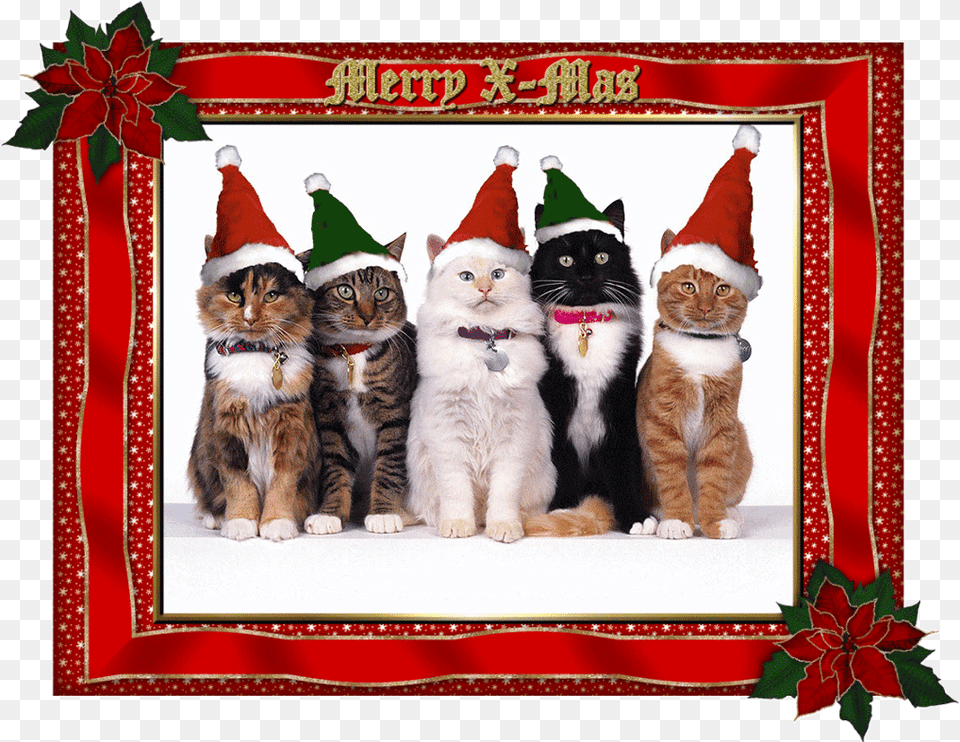 Merry Christmas Funny Cat, Mail, Envelope, Greeting Card, Animal Free Transparent Png