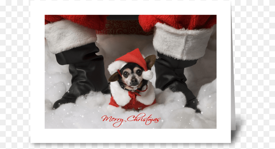 Merry Christmas Greeting Card Chihuahua, Baby, Person, Animal, Canine Png