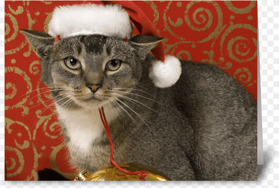 Merry Christmas Greeting Card Grey Tabby Merry Christmas, Abyssinian, Animal, Cat, Mammal Free Png