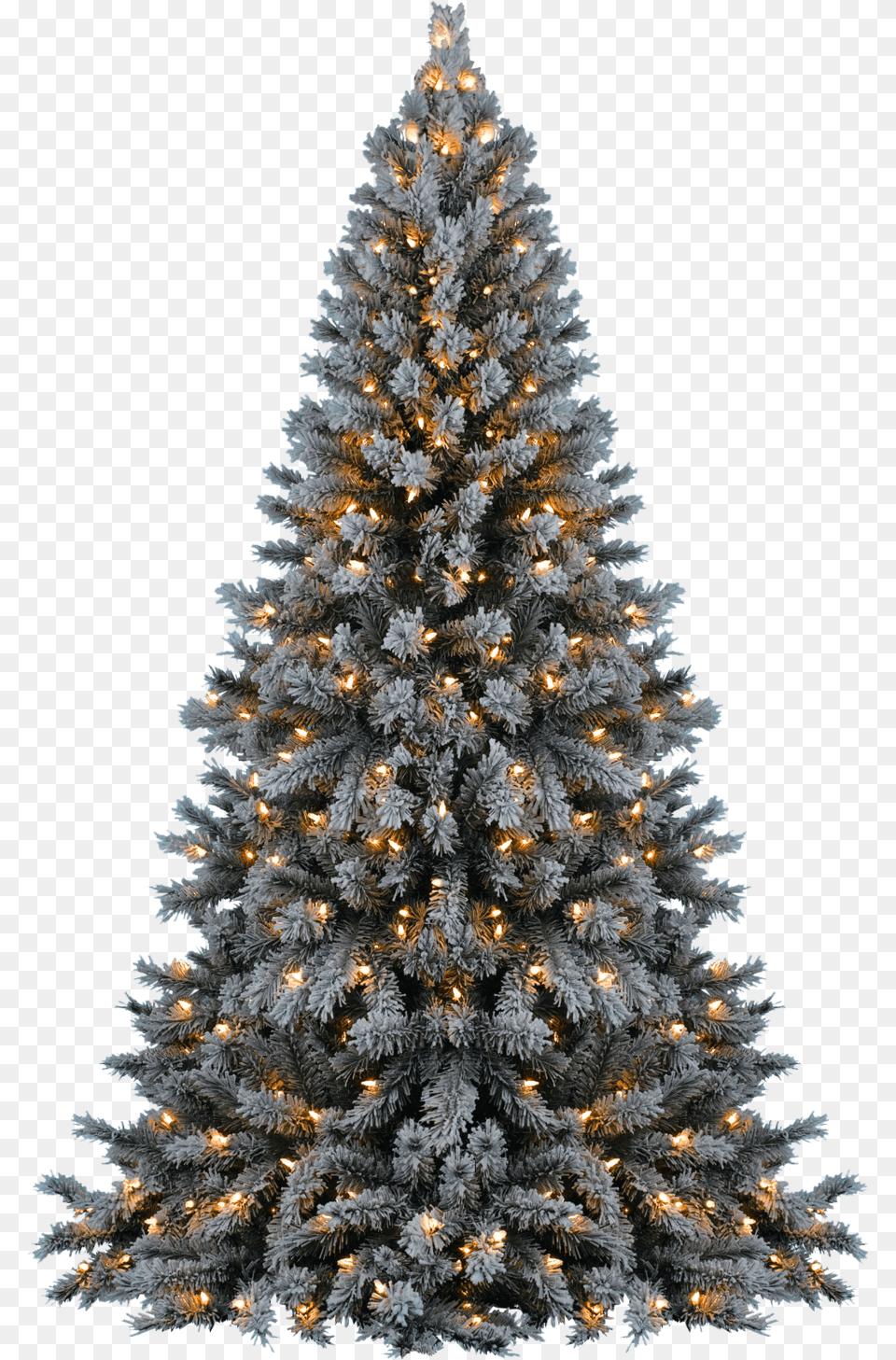 Merry Christmas Justin Bieber, Plant, Tree, Christmas Decorations, Festival Free Transparent Png