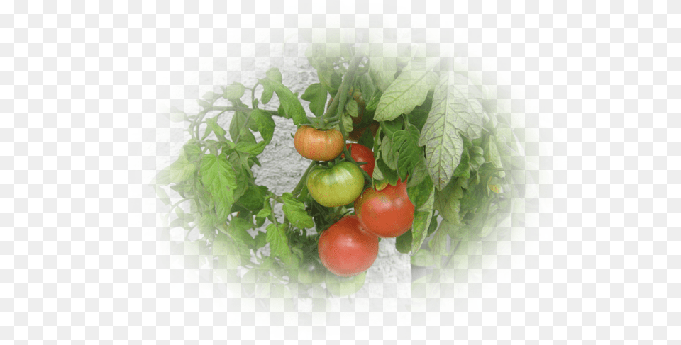 Mes Tubes Fruits Et Lgumes Plum Tomato, Food, Plant, Produce, Vegetable Free Png