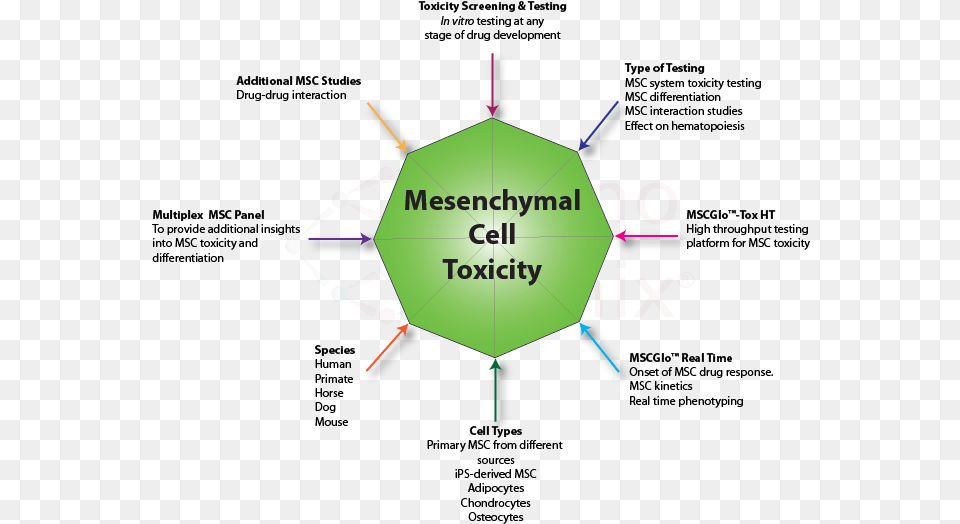 Mesenchymal Stem Cell Sources, Sphere Free Png Download