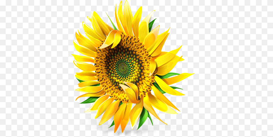 Messenger Icon 512x512px Ico Icns Download Sunflower, Flower, Plant Free Transparent Png